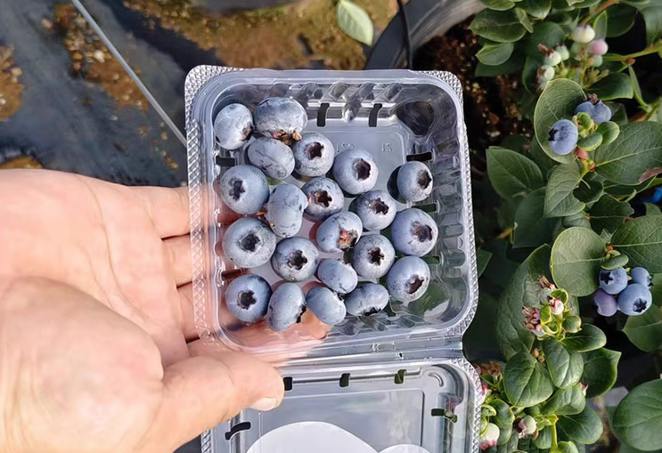 蓝莓案例