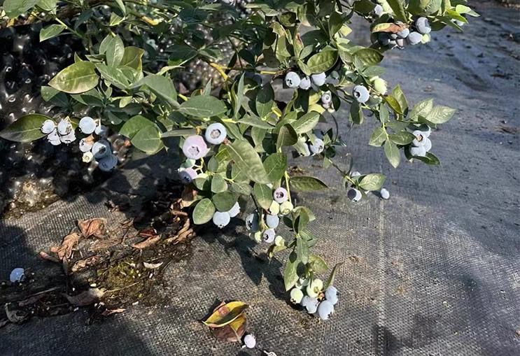蓝莓案例