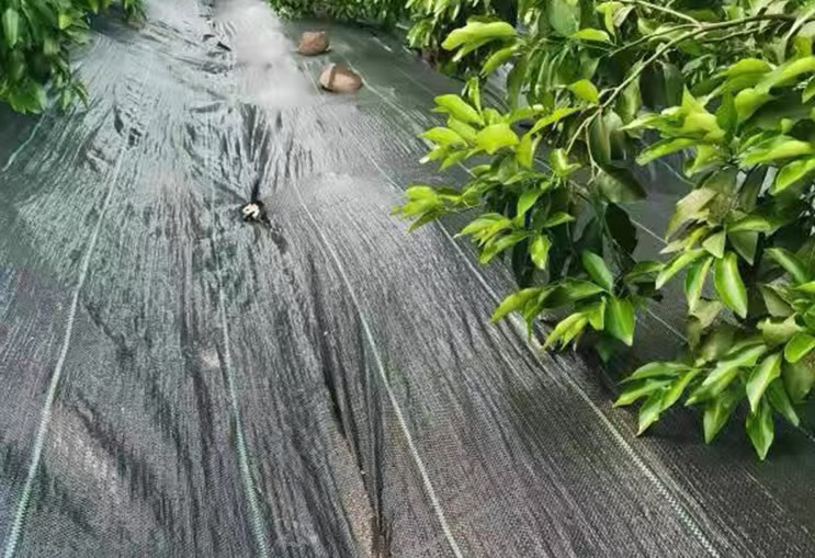 水果案例