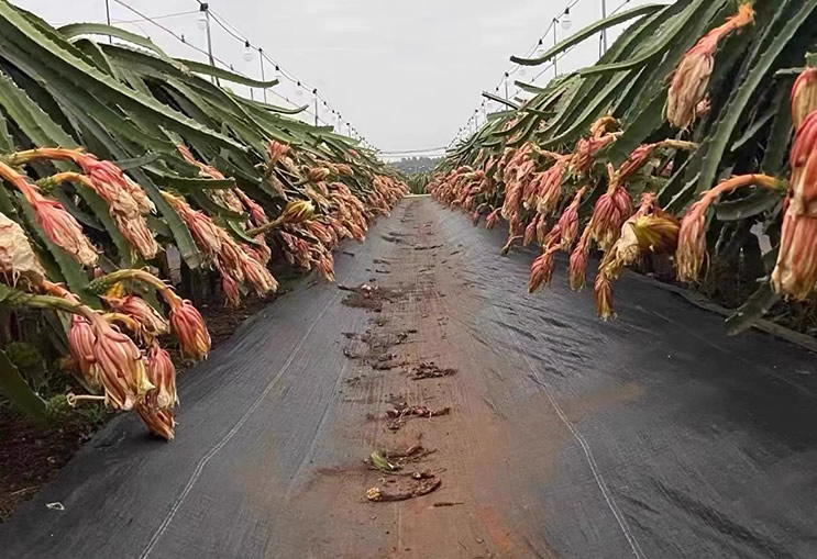 水果案例