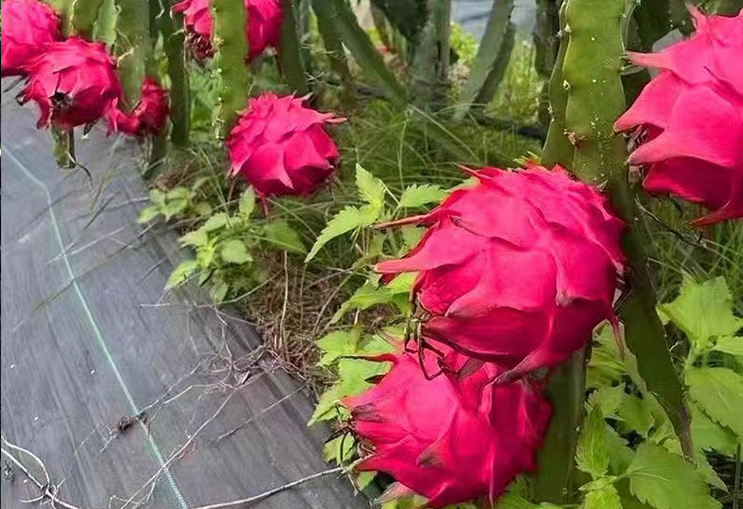 水果案例